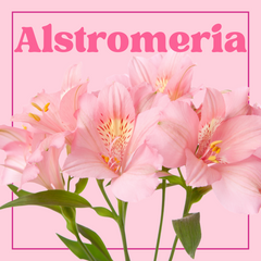 Alstroemeria - 10 Stems