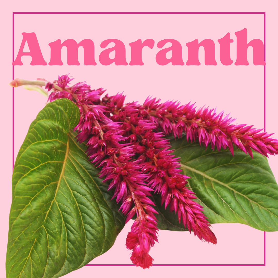 Amaranthus - 10 Stems