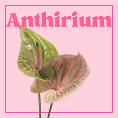 Anthurium– 5 Stems