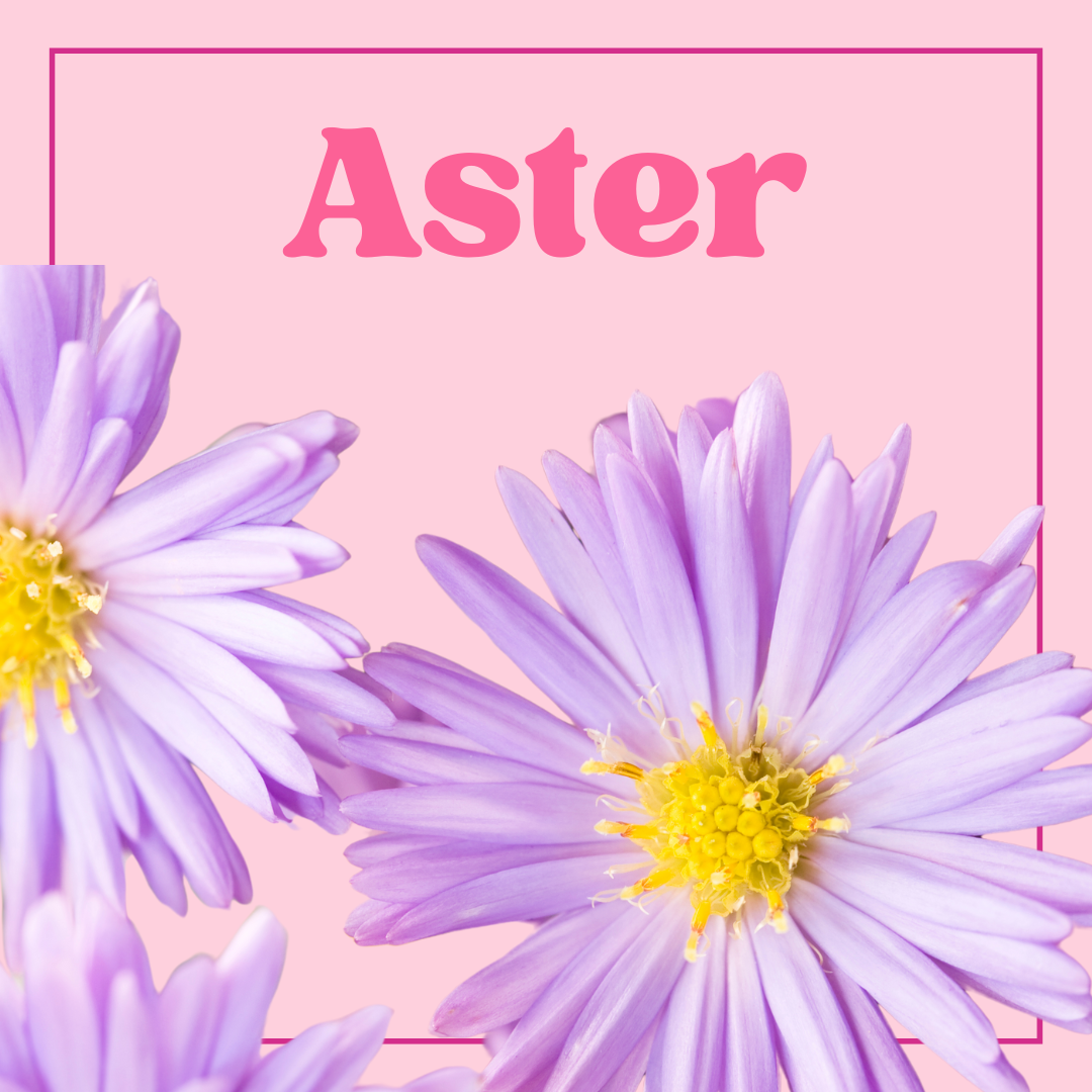 Aster Growers Bunch
