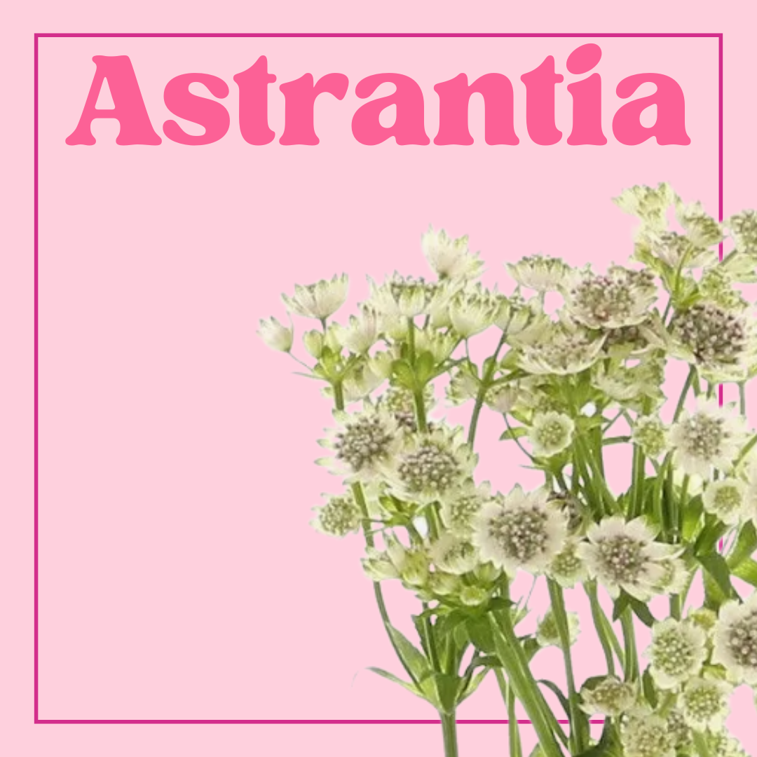 Astrantia - 10 Stems