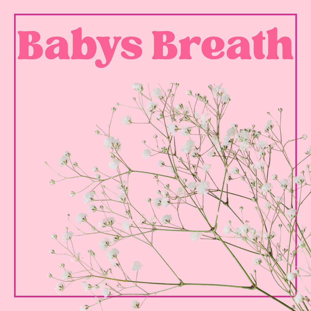 Baby's Breath - Growers Bunch