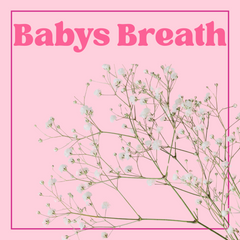 Baby's Breath - Growers Bunch