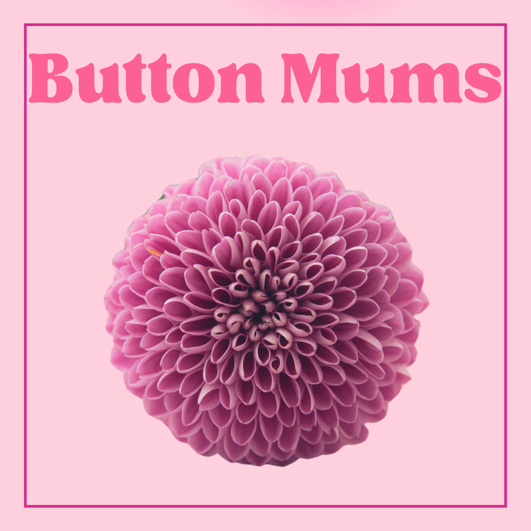 Chrysanthemum (Button Mums) - 10 Stems