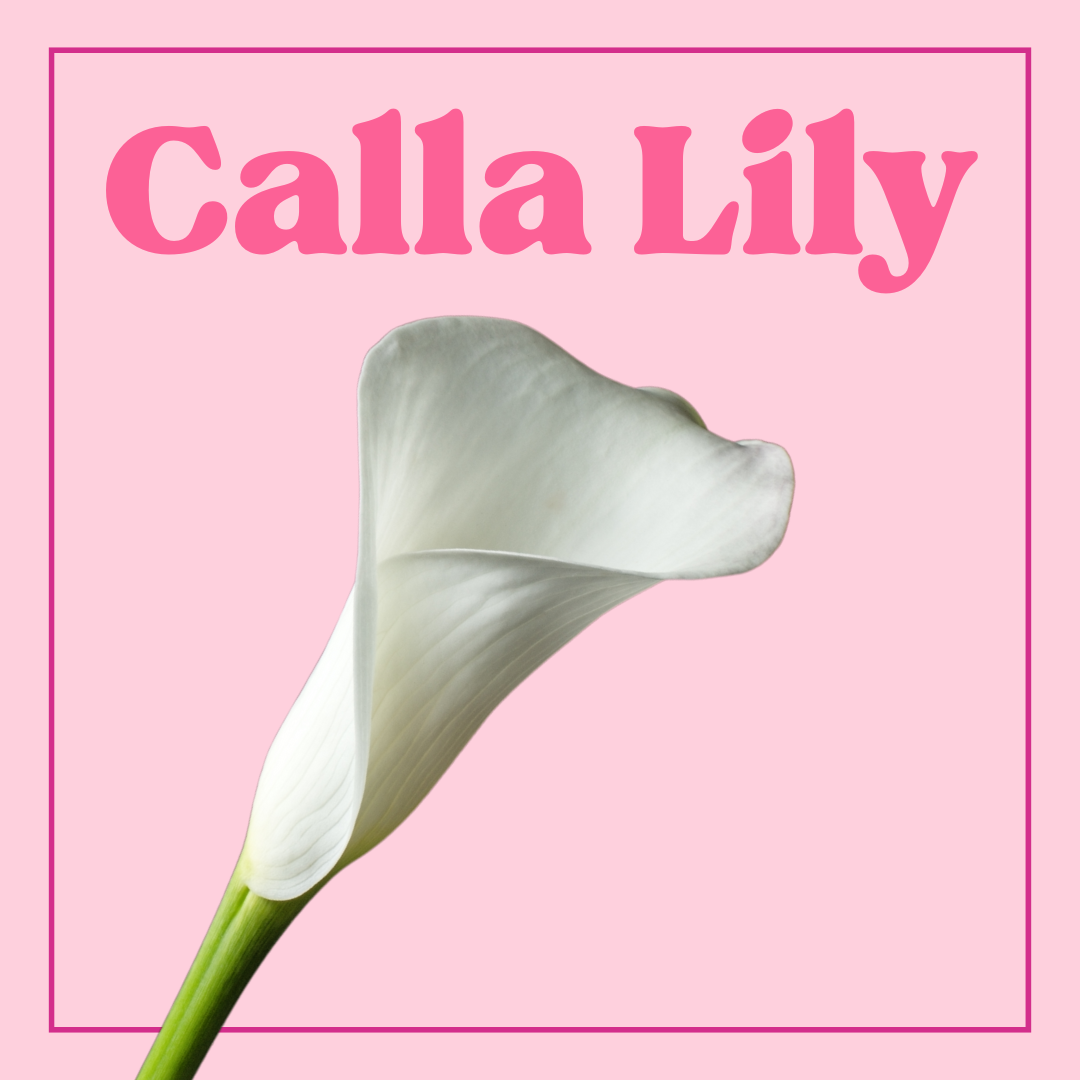 Calla Lily - 10 Stems