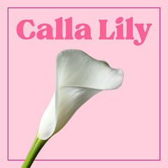 Calla Lily - 10 Stems