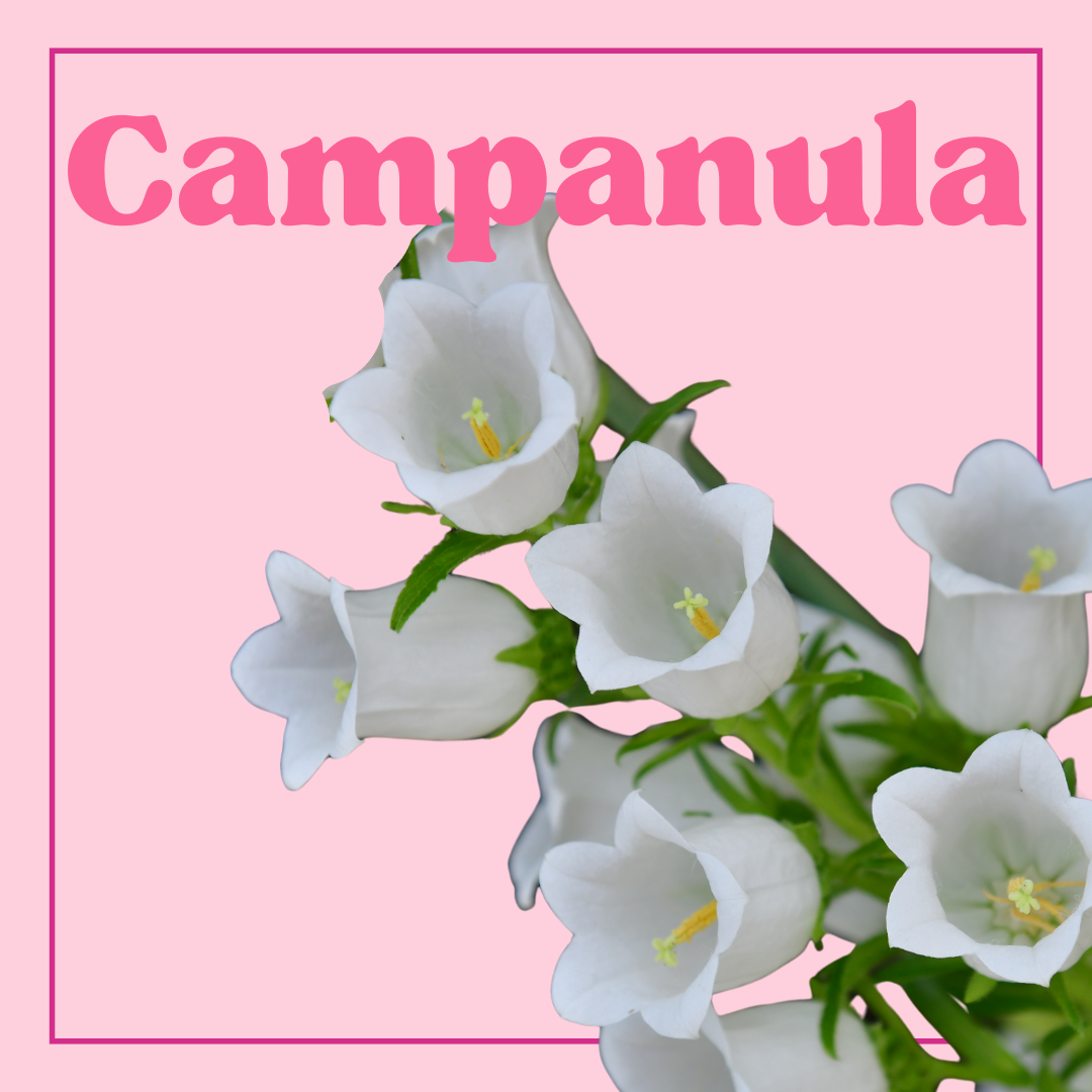 Campanula - 10 Stems