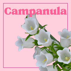 Campanula - 10 Stems