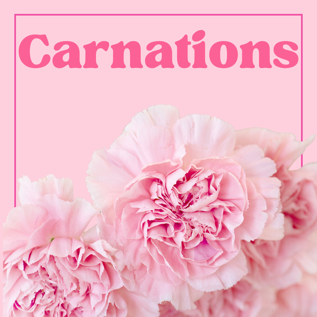 Carnations - 25 Stems