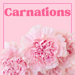 Carnations - 25 Stems