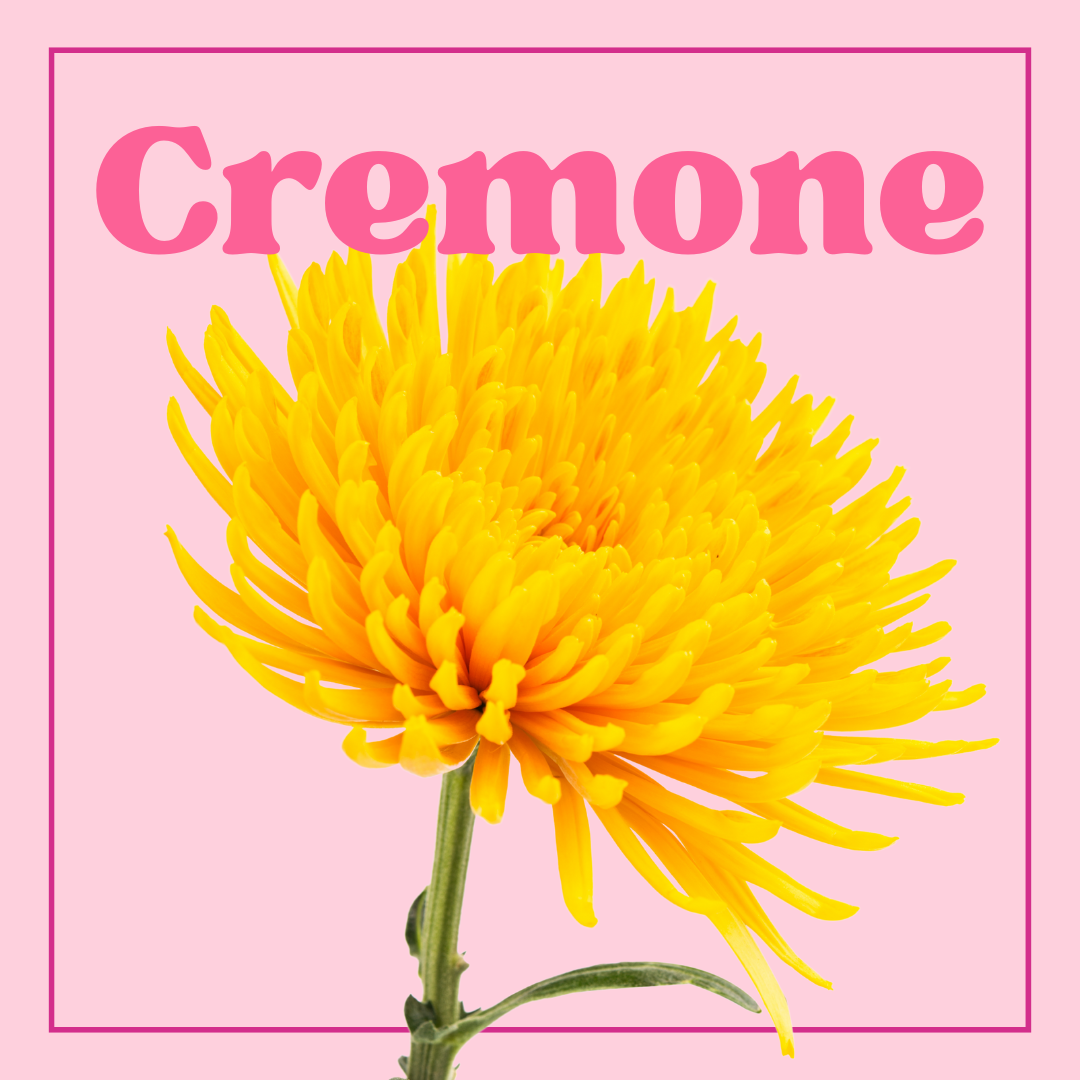 Cremones - 10 Stems