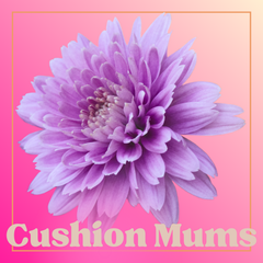 Chrysanthemum (Cushion Mums) - 10 Stems
