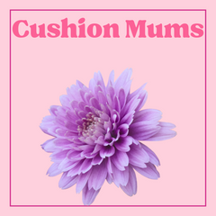 Chrysanthemum (Cushion Mums) - 10 Stems