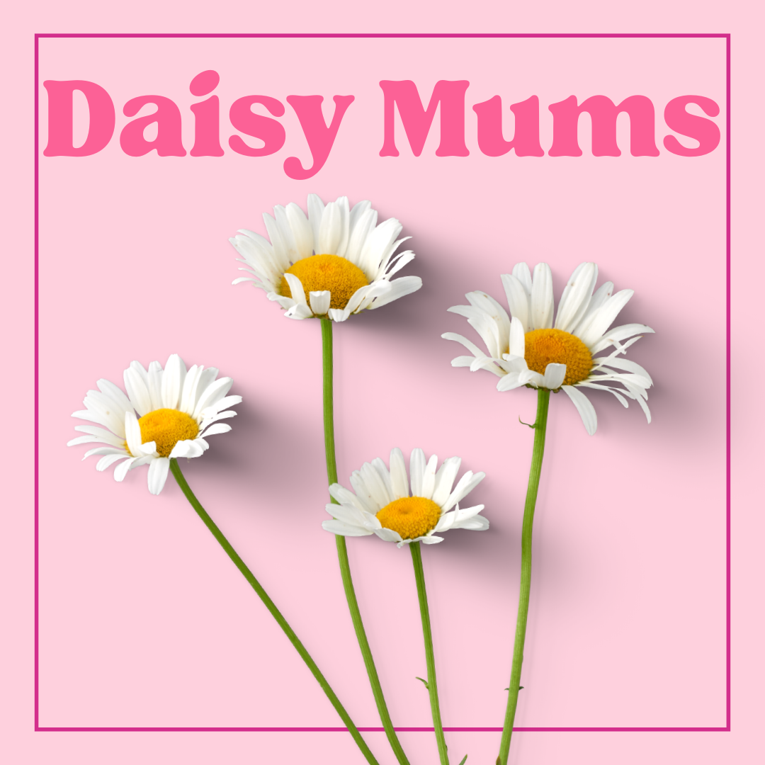 Chrysanthemum (Daisy Mums) - 10 stems