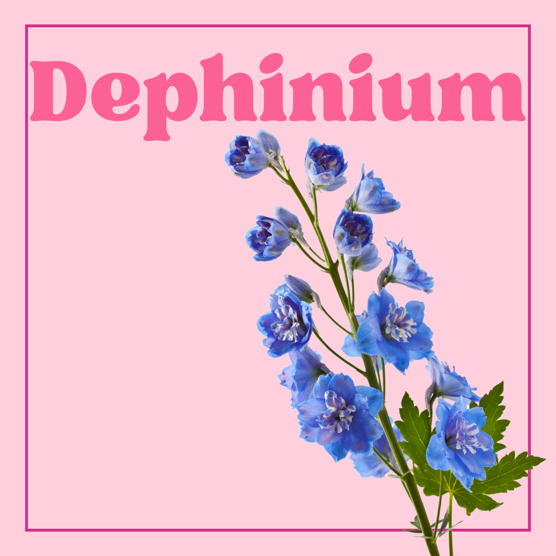 Delphinium - 10 Stems