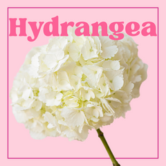 Hydrangea – 10 Stems