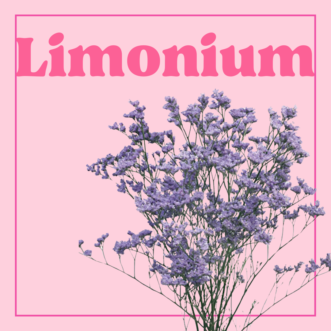 Limonium - Bunch