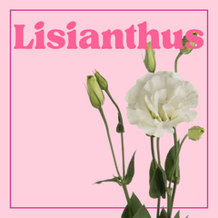 Lisianthus – 10 Stems