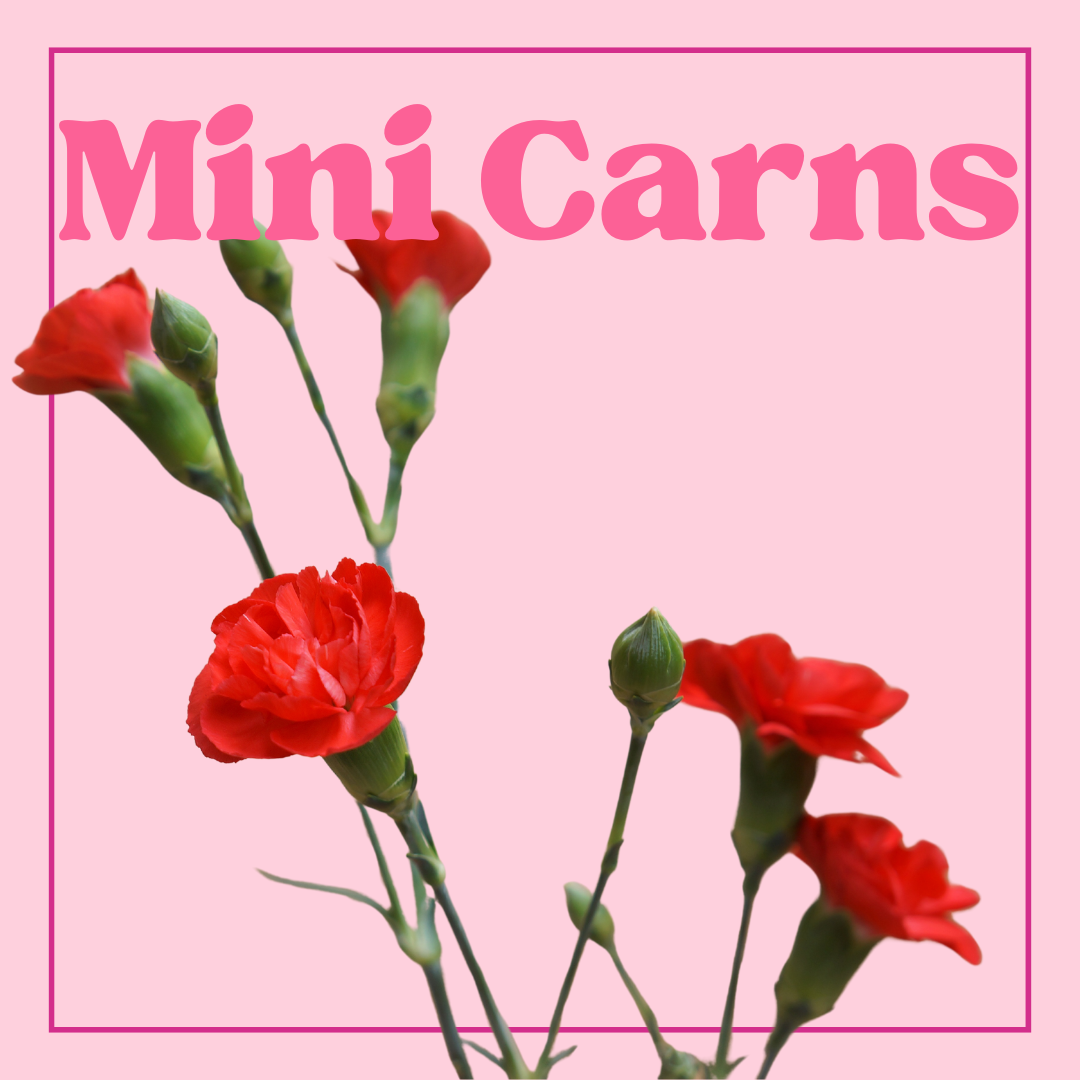 Carnations (Mini/Spray) – 10 Stems