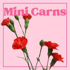 Carnations (Mini/Spray) – 10 Stems