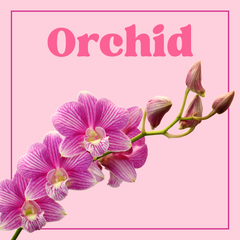 Orchid - 1 stem