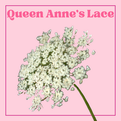 Queen Anne's Lace -  Bunch