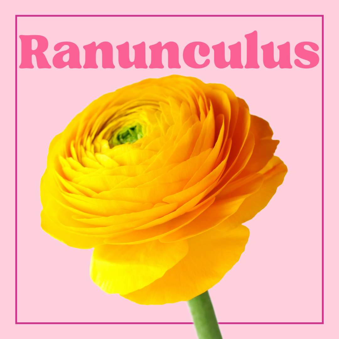 Ranunculus  – 10 Stems
