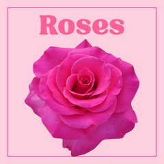 Roses (Standard)  - 25 Stems