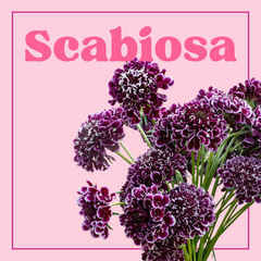 Scabiosa – 10 Stems
