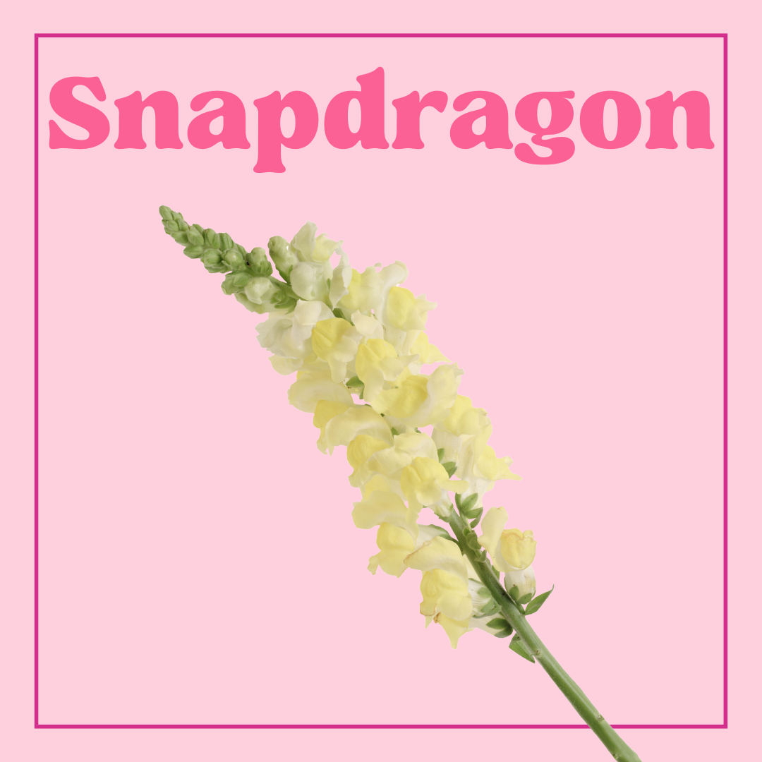 Snapdragons – 10 Stems