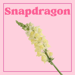 Snapdragons – 10 Stems