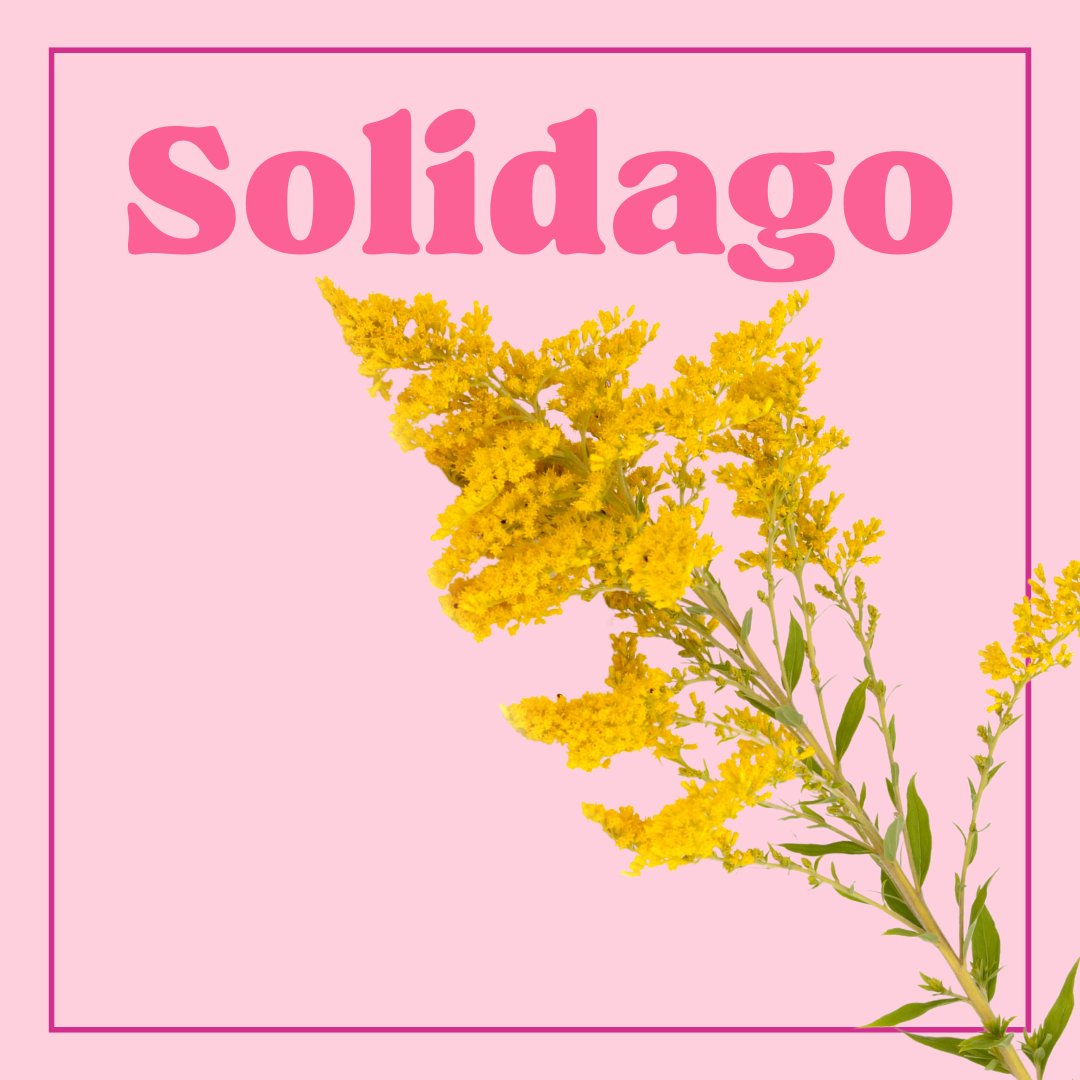 Solidago – Bunch