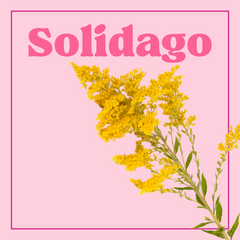 Solidago – Bunch