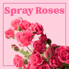 Roses (Spray) – 10 Stems