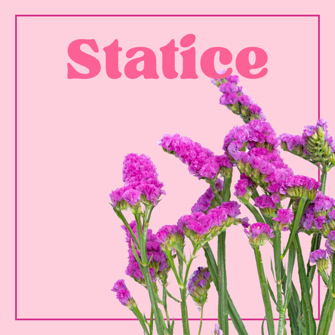 Statice - Bunch