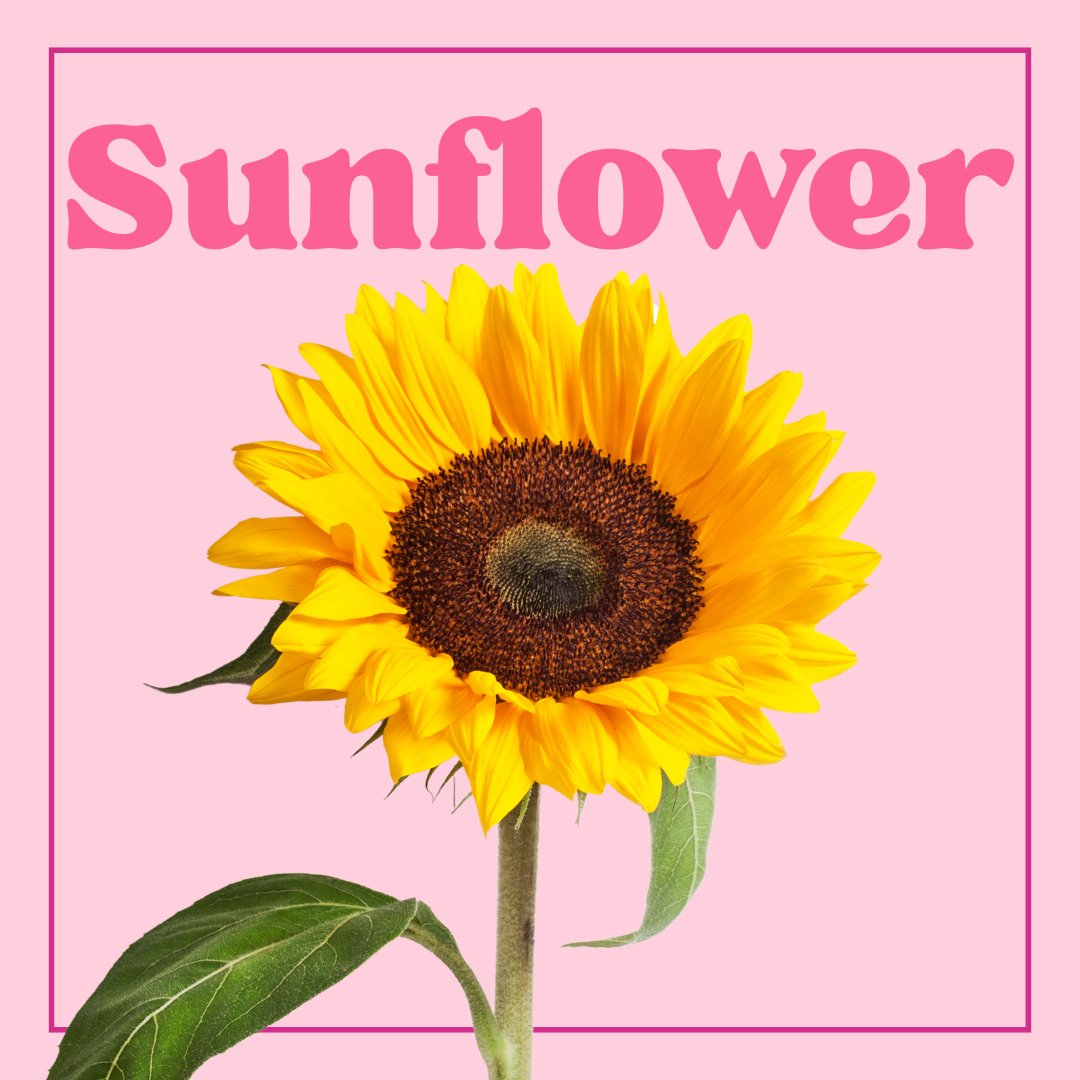 Sunflowers- 10 Stems
