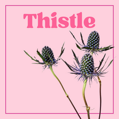 Thistle - Bunch