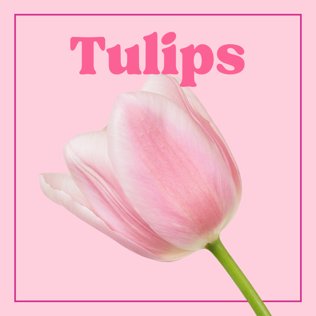 Tulips – 10 Stems