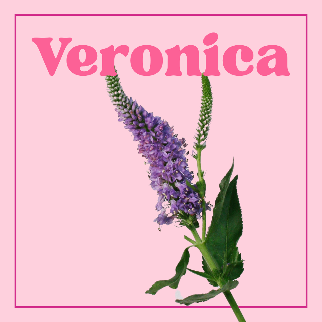 Veronica – 10 Stems