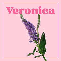 Veronica – 10 Stems