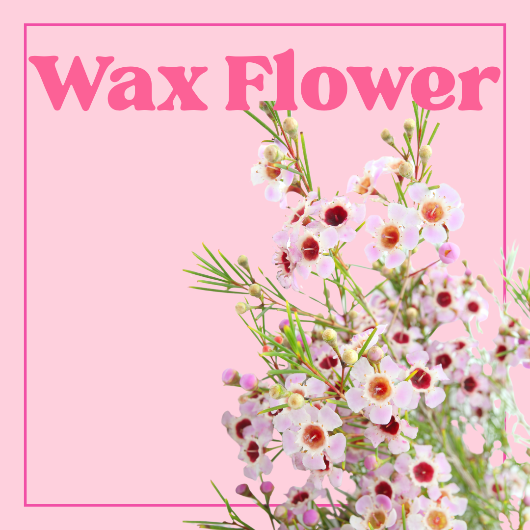 Wax Flower - Bunch