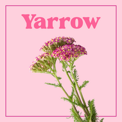 Yarrow - Bunch